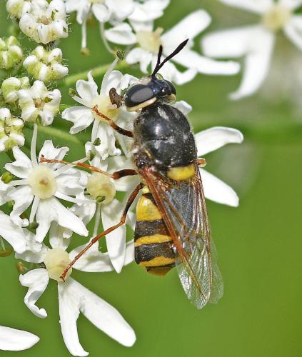Réf. 350 194 : Stratiomys potamida